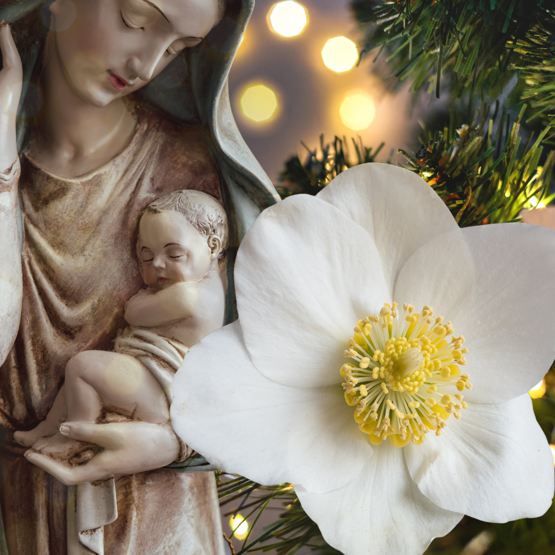 Il Profondo Significato della Rosa di Natale e il suo Senso Biblico