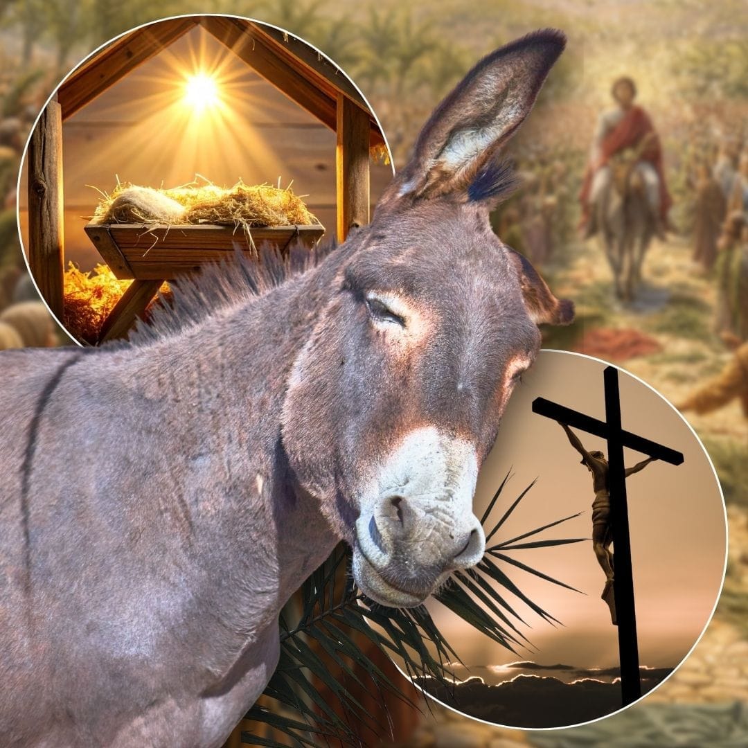 L'Animale che ha Portato Cristo dalla Mangiatoia alla Croce: Non Guarderai mai più un Asino allo Stesso Modo