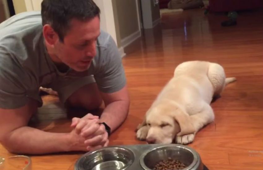 VIDEO: Il Cane che Prega prima di mangiare è la cosa più Bella che vedrai oggi!