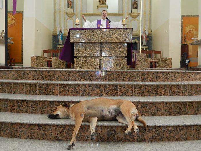 Il sacerdote che porta a messa cani randagi per trovargli una famiglia