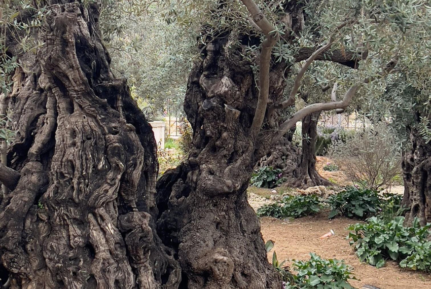 Riesci a vedere il Volto di Gesù in questo Albero del Giardino del Getsemani?