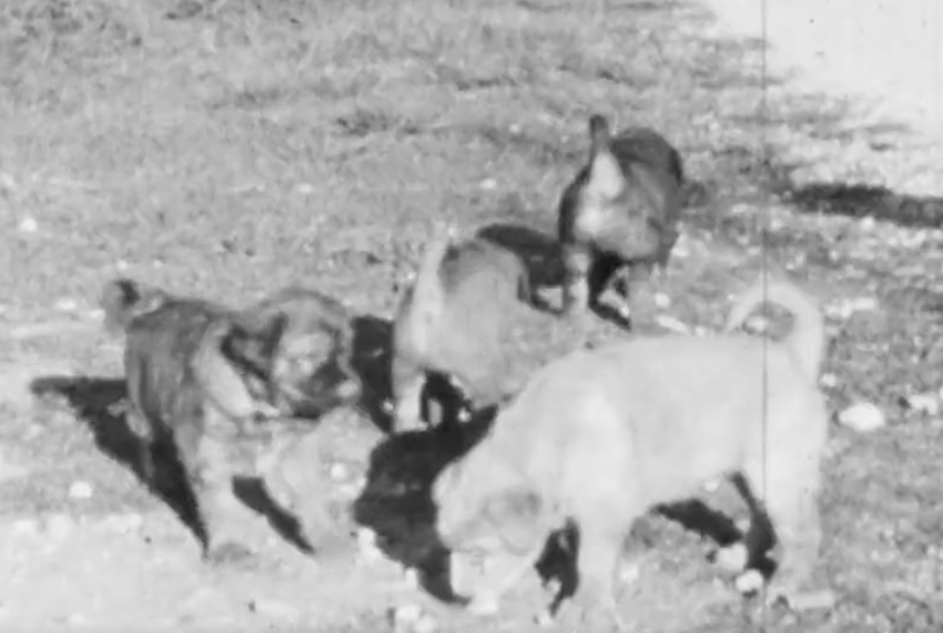 Frate Docente di Storia scopre in Archivio un Filmato di Cuccioli del 1942